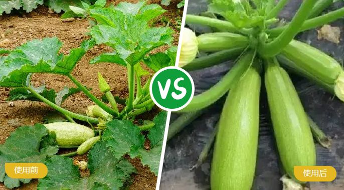 西葫芦施着色叶面肥后植株兴旺，，，果实饱满