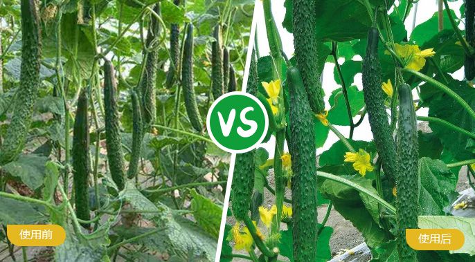 黄瓜施着色叶面肥后产量提高，，，品质好