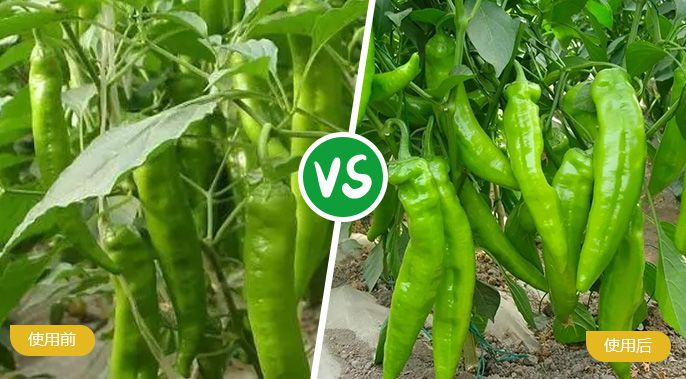 辣椒施着色叶面肥后着色匀称，，，辣椒肥厚