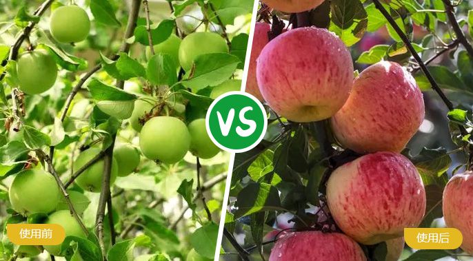 苹果施着色叶面肥后着色匀称，，，甜度高