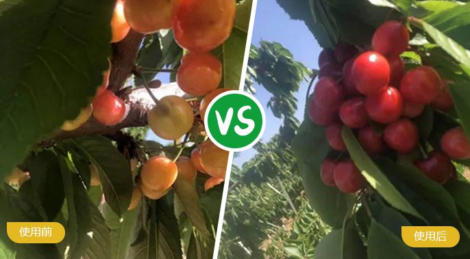 樱桃施着色叶面肥后着色匀称，，，甜度高