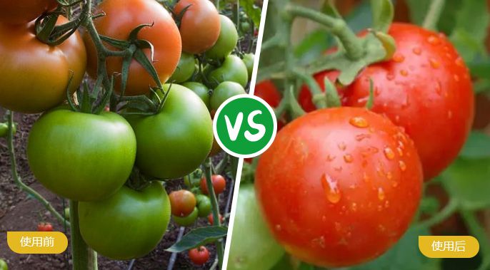 西红柿施着色叶面肥后着色匀称，，，甜度高