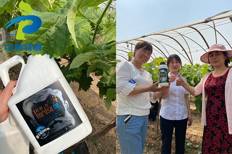 祝贺河南万利官网特肥在灵宝县葡萄基地举行观摩会乐成！